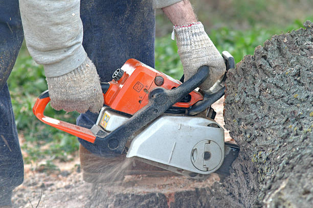 Best Storm Damage Tree Cleanup  in Flemington, PA